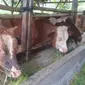 Beberapa sapi di salah satu kandang milik petani di wilayah Garut, Jawa Barat, yang diperuntukan untuk hewan kurban menjelang Idul Adha 1443 H tahun ini. (Liputan6.com/Jayadi Supriadin)