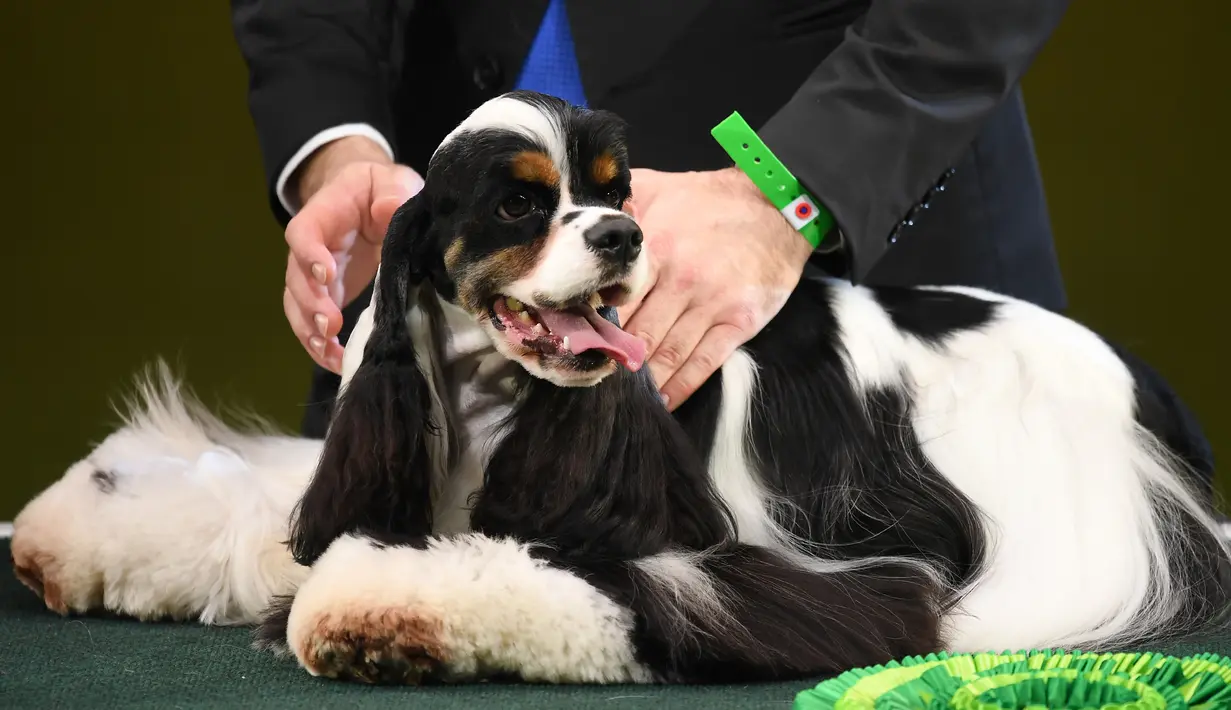 Anjing lucu ini keluar sebagai pemenang dalam acara Crufts Dog Show di Birmingham, Inggris, Minggu (12/3). Crufts Dog Show adalah salah satu kontes anjing terbesar di dunia yang didirikan Charles Cruft pada tahun 1891. (AFP PHOTO / Justin Tallis)