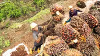 Pekerja di kebun kelapa sawit mengangkat TBS ke truk. (PT Austindo Nusantara Jaya Tbk/ANJT)