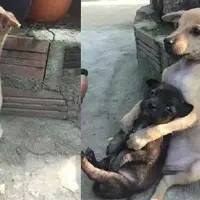Potret dua anak anjing ini mengharukan dan menggemaskan | foto Shanghaiist.com 
