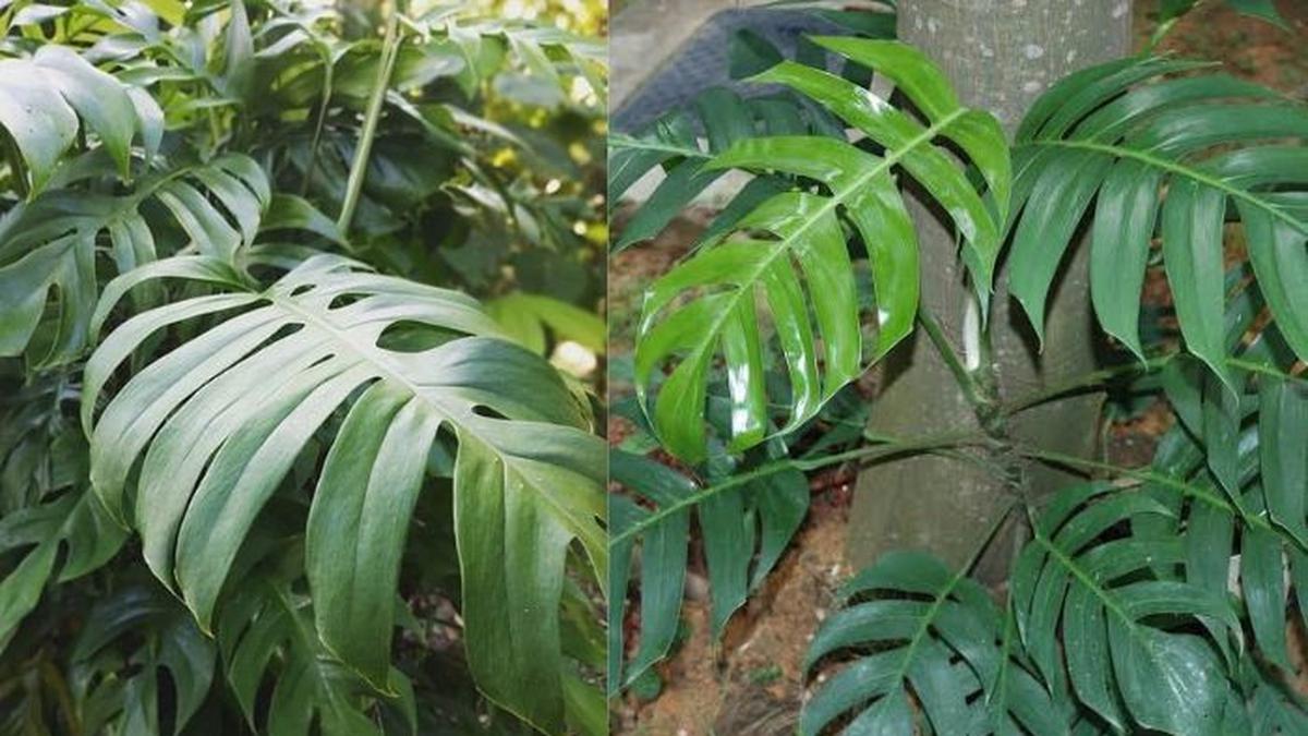 Manfaat Daun Ekor Naga, Langkah Merebus yang Tepat untuk Kesehatan