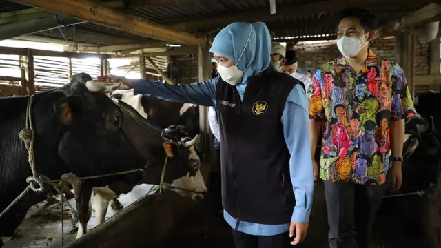 Gubernur Jatim Khofifahs saat meninjau peternakan sapi perah. (Dian Kurniawan/Liputan6.com)
