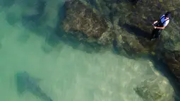 Hiu gosong berenang di dekat seorang nelayan di Laut Mediterania dekat pembangkit listrik di lepas pantai Hadera, Israel, Rabu (23/2/2022). Kawanan hiu ini tidak dianggap berbahaya bagi manusia, tetapi semakin terancam oleh penangkapan ikan yang berlebihan. (AP Photo/Ariel Schalit)