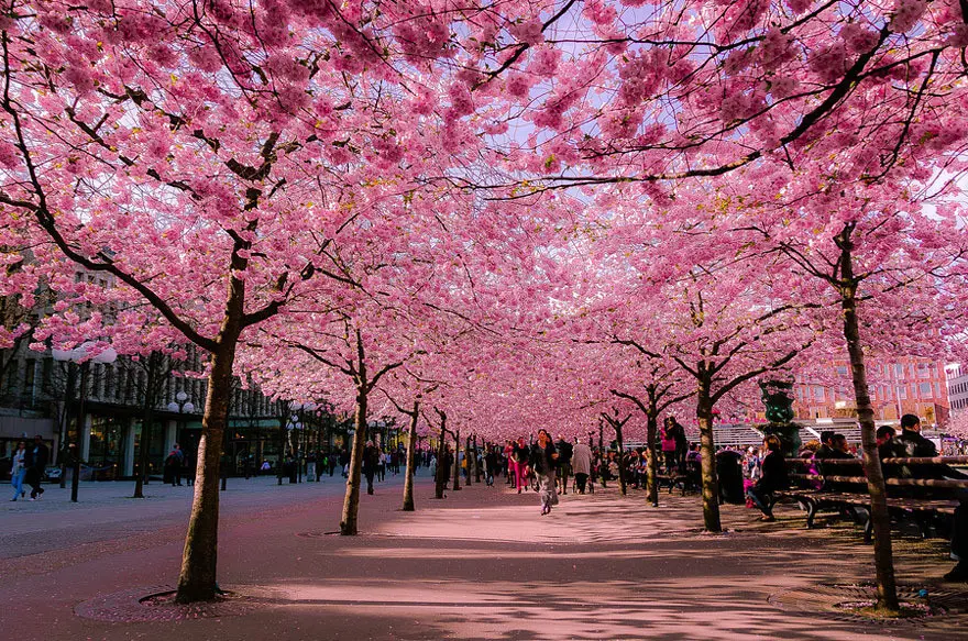 Sakura mekar di Jepang. (Pinterest)
