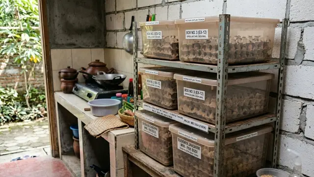 Ide Budidaya Jangkrik Skala Mini di Sudut Dapur Belakang Rumah