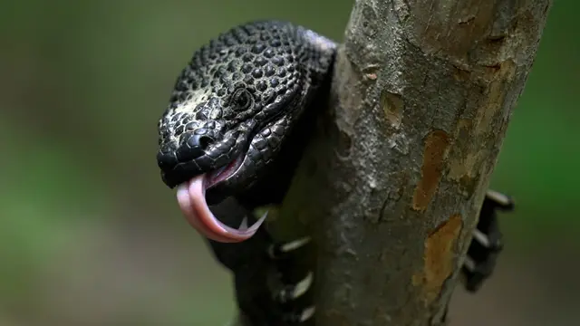 FOTO: Heloderma, Kadal Endemik yang Terancam Punah