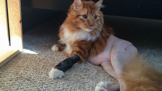 Potret Kucing Dengan Bulu Aneh Setelah Operasi, Bikin Geli. (Sumber: boredpanda)