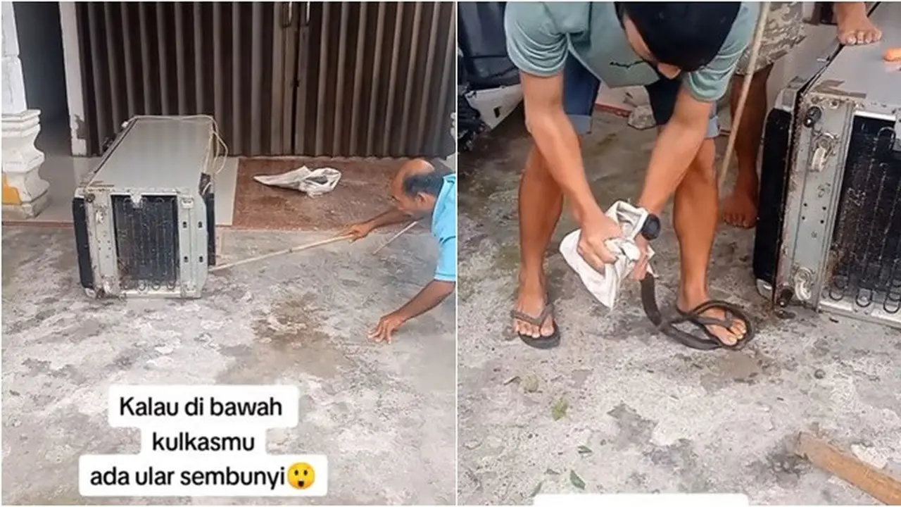 Heboh Warga Tangkap Ular Sembunyi di Bawah Kulkas, Caranya Bikin Ngeri