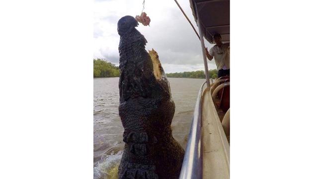 7 Bukti Australia Dihuni Reptil-reptil Mengerikan