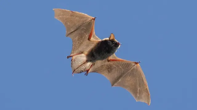 Brown Bat