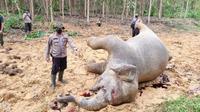 Gajah mati di Kabupaten Bengkalis diduga diracun pakai buah nanas. (Liputan6.com/Dok BBKSDA Riau)