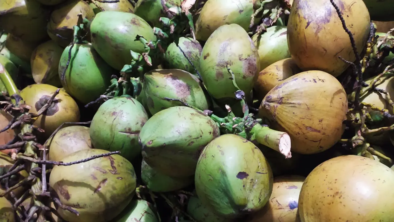 Tumpukan kelapa muda atau degan di Garut, Jawa Barat menjadi komoditas yang sangat dicari warga muslim terutama saat iftor atau takjil tiba.