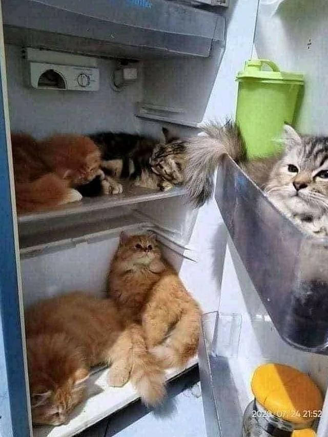 6 Potret Kucing di Dalam Kulkas Ini Bikin Geleng Kepala, Bak Main Petak Umpet