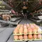 Kementan Patok Harga Telur, SPPG Wajib Beli Rp 26.500 per Kg
