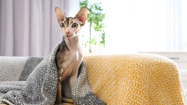 Kucing Sphynx