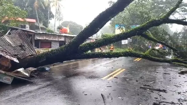 Pohon tumbang di Jalan Raya Ciawi-Puncak, Kecamatan Ciawi, Kabupaten Bogor.