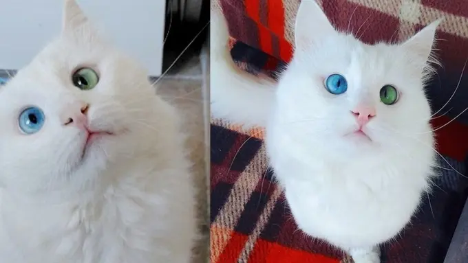 Alos, Kucing Bermata Indah dengan Warna Berbeda  