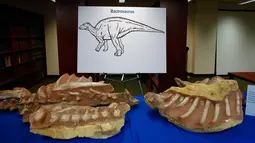 Fosil Dinosaurus  tampak dimeja saat acara pemulangan fosil kepada pihak Mongolia di New York, Amerika, (5/4). Fosil disita oleh agen keamanan New York dan Utah saat penyelendupan dilakukan. (Kena Betancur/AFP)