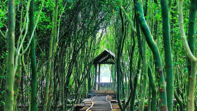 Mangrove Jembatan Api-Api