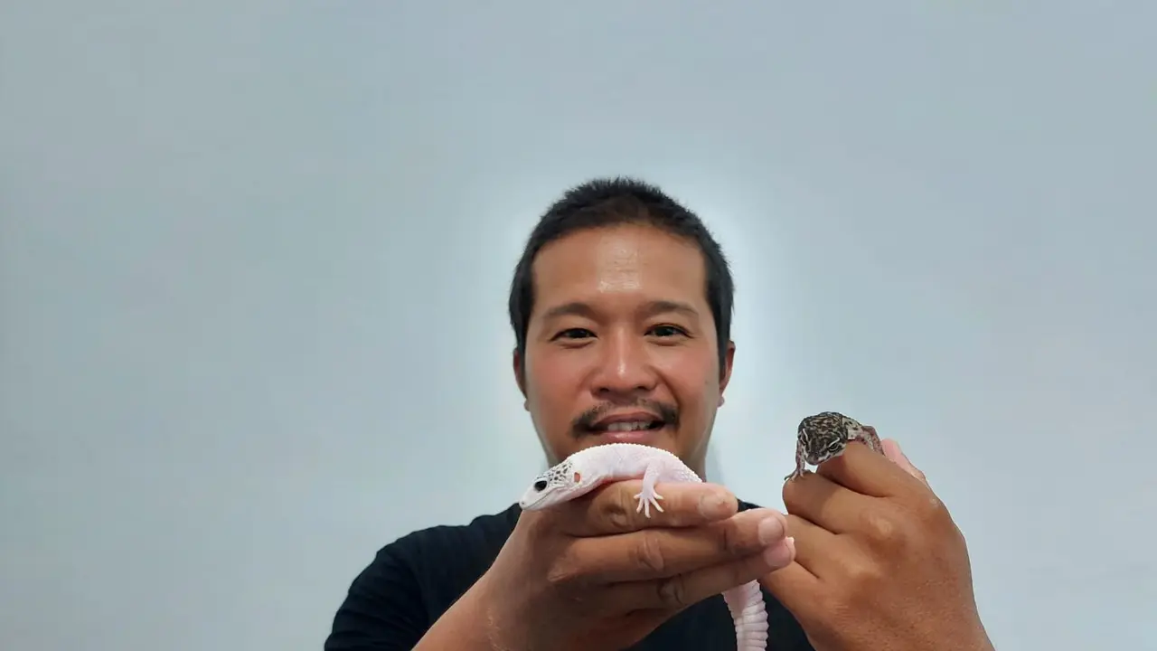 Cerita Warga Cirebon Meraup Berkah Dari Hasil Ternak Tokek