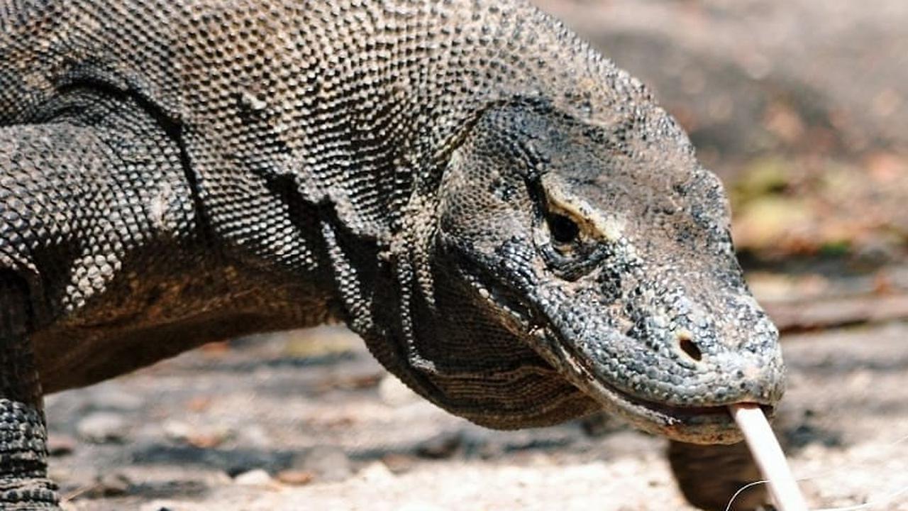 Taman Nasional Komodo