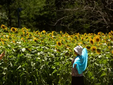 Pria mengabadikan foto seorang wanita di dekat bunga matahari di Olympic Forest Park, Beijing, China (10/7). Pihak berwenang mengeluarkan peringatan gelombang panas yang diperkirakan melonjak di atas 95 derajat (35 C ). (AP Photo/Mark Schiefelbein)