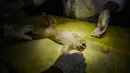 Dokter hewan dan mahasiswa mengobati primata Kukang (Nycticebus) setelah operasi amputasi di sebuah fakultas hewan di Banda Aceh, Kamis (9/1/2020). Dua ekor kukang yang diobati itu diserahkan warga Kab. Aceh Besar dan Aceh Tengah dalam kondisi terluka pada mata dan kaki. (CHAIDEER MAHYUDDIN/AFP)