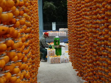 Seorang petani mengolah buah kesemek yang segar untuk dijadikan kudapan kering di Desa Maquangou di Wilayah Pinglu, Provinsi Shanxi, China utara, pada 27 Oktober 2020. (Xinhua/Ma Yimin)