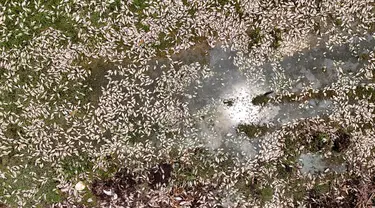 Foto udara ikan-ikan yang mati di tepi Sungai Santiago, salah satu sungai yang paling tercemar di Meksiko, di Juanacatlan, Negara Bagian Jalisco, pada 17 Juli 2024. (ULISES RUIZ / AFP)