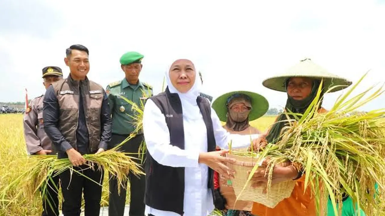 Jawa Timur Sumbang 25% Lahan Tanam Padi Nasional, Gubernur Khofifah: Komitmen Pemprov Wujudkan Kedaulatan Pangan