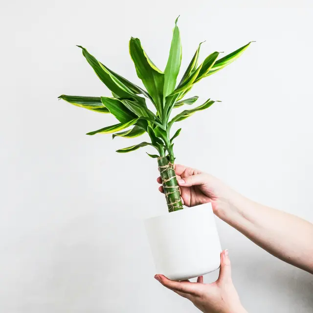 Dracaena