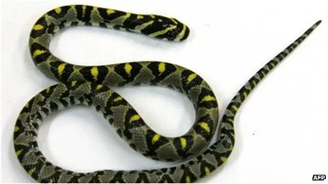 Ular