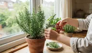 Cara Menanam Rosemary di Dalam Ruangan, Simak 7 Langkahnya agar Tumbuh Subur Sepanjang Tahun