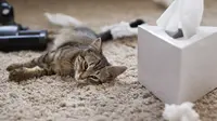 7 Cara Menghilangkan Bau Kandang Kucing di Rumah Sempit, Bebas Apek dan Tidak Sumpek