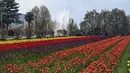 Selain tulip, taman yang juga dikenal sebagai Siraj Bagh ini memiliki bunga jenis lain, seperti bakung, ranunculus, dan eceng gondok. (Photo by TAUSEEF MUSTAFA / AFP)