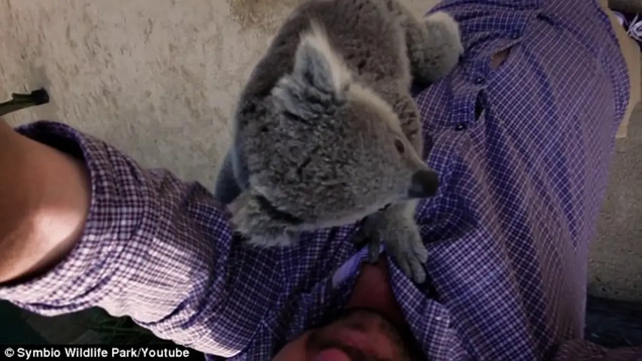 Dikira Batang Pohon, Baby Koala Panjat Tubuh Kameramen 