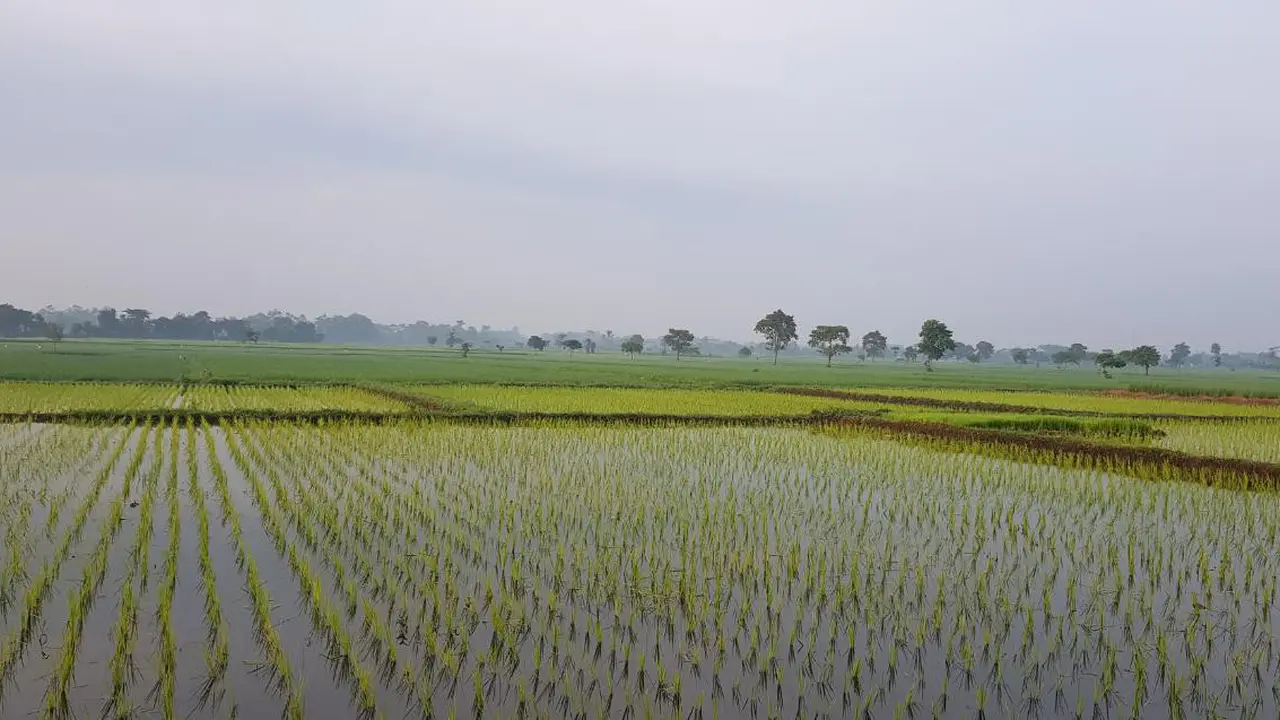 Pertanian di denpasar