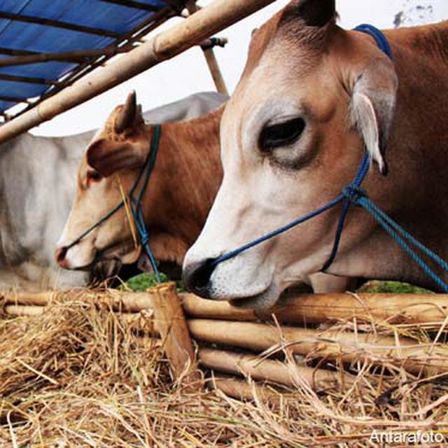 Ulah Nyeleneh Sapi Sapi Kurban News Liputan6 Com