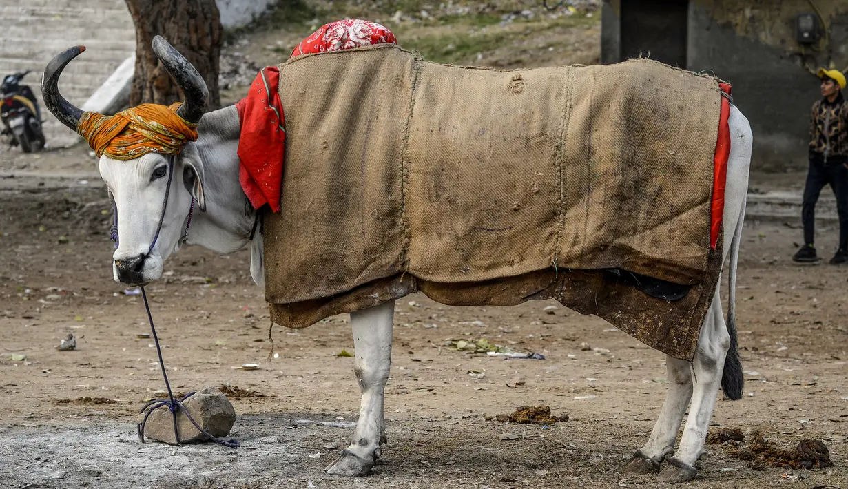 Seekor sapi ditutupi dengan karung goni dan selimut di kawasan lama New Delhi, India pada 21 Januari 2020. Hal tersebut dilakukan untuk melindungi sapi agar tetap hangat selama bulan-bulan musim dingin. (Photo by Sajjad HUSSAIN / AFP)