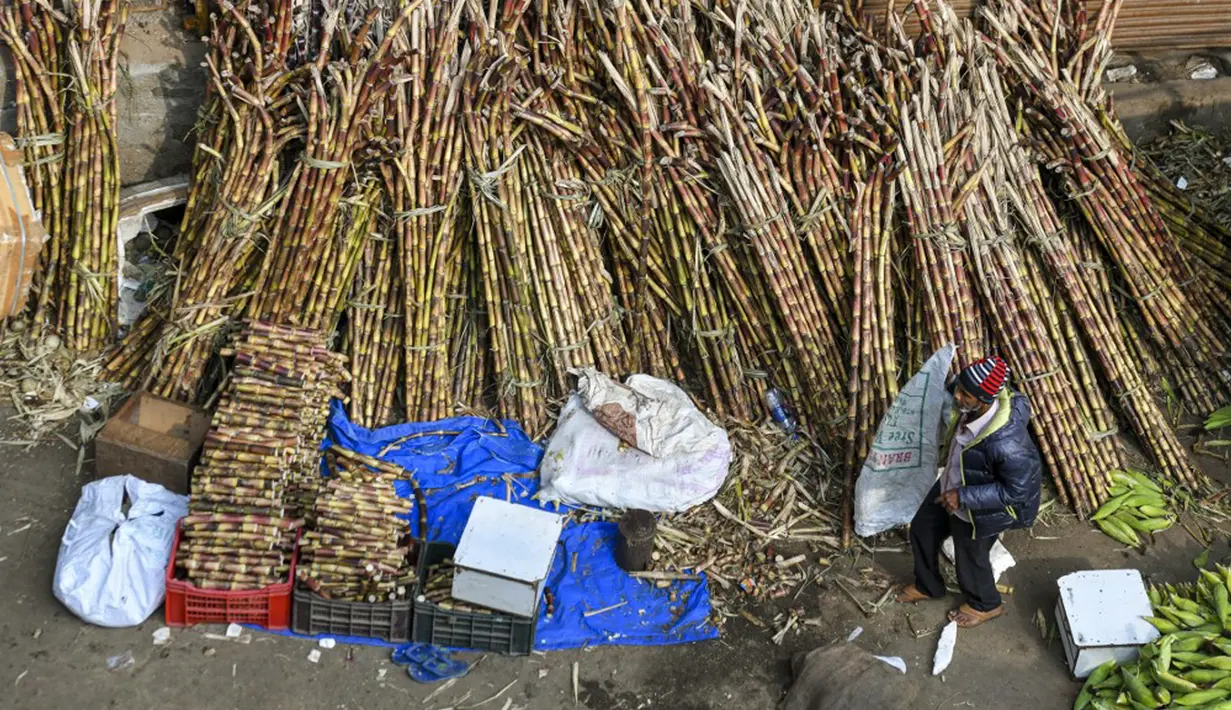 Orang-orang membeli tebu yang akan digunakan secara luas pada festival panen Makar Sankranti di pasar grosir di Bangalore, India, Rabu (12/1/2022). Makar Sankranti adalah sebuah perayaan Hindu yang dirayakan hampir seluruh bagian India dan Nepal dalam bentuk kebudayaan. (MANJUNATH KIRAN/AFP)