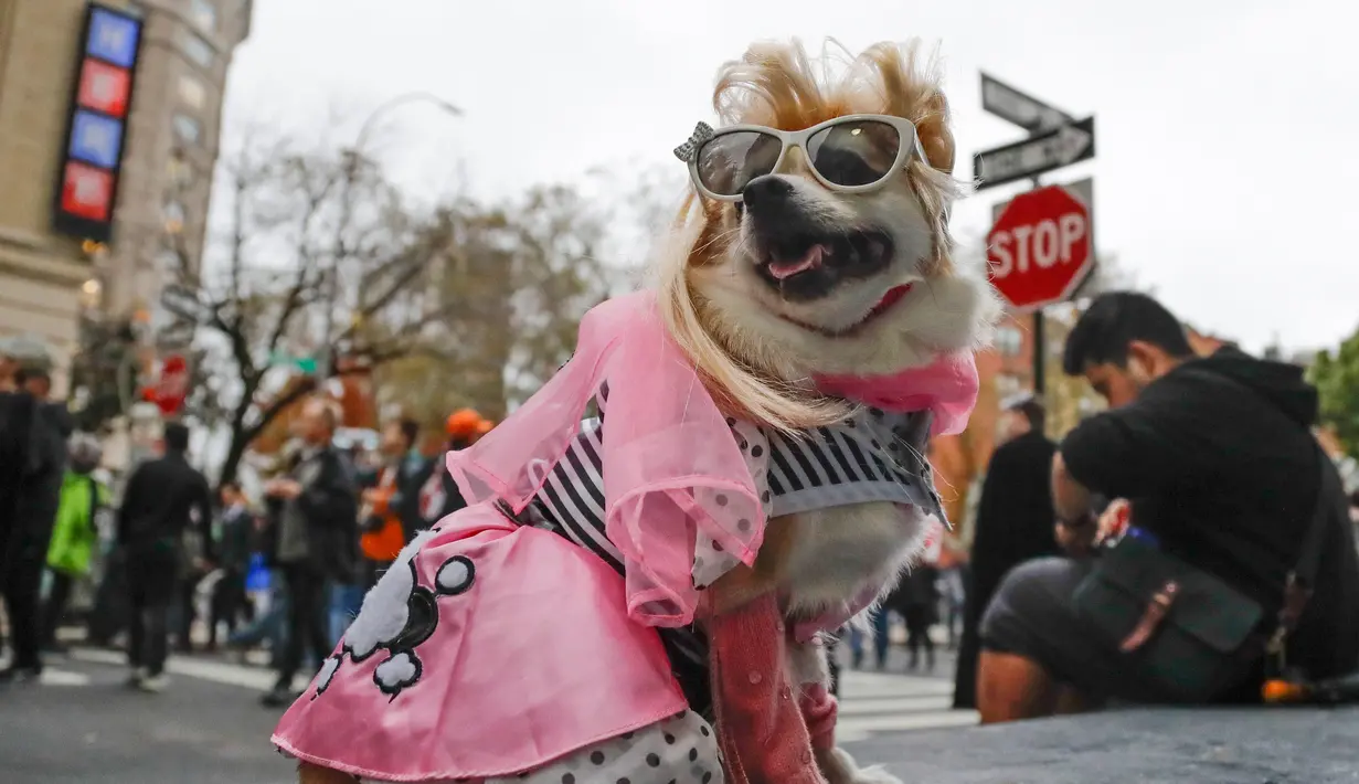 Anjing chihuahua bernama Lola mengenakan kostum pink dan kacamata sebelum mengikuti Parade Halloween Greenwich Village, di New York, Amerika Serikat, Kamis (31/10/2019). (AP Photo/Frank Franklin II)