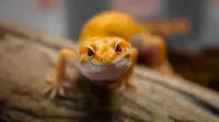 Cegah Tokek Masuk Rumah, Pakai 10 Cara Ini Agar Hunian Aman