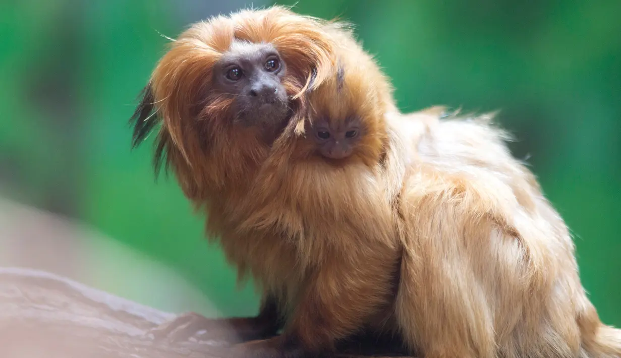 Seekor monyet jenis Tamarin singa emas membawa bayinya yang baru lahir di Kebun Binatang Biblikal Yerusalem, 22 Maret 2018. Primata ini terancam punah sejak tahun 1980-an ketika jumlahnya kurang dari 100 di tempat asalnya di Brasil (AP/Sebastian Scheiner)