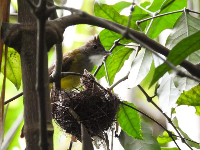 Program Adopsi Sarang Burung Di Desa Ramah Burung Regional Liputan6 Com