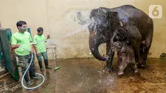 Keeper memandikan induk gajah betina bernama Nina dan bayi gajah bernama Covid, yang berusia 1 bulan di Taman Safari Indonesia Cisarua, Bogor, Jawa Barat, Rabu (27/5/2020). Bayi Gajah Covid yang lahir pada Selasa (28/4) mendapat perawatan rutin selama pandemi. (Liputan6.com/Fery Pradolo)