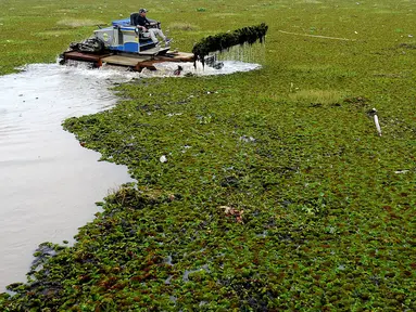 Petugas membersihkan tumbuhan air dengan alat amfibi Truxor di Setu Sawangan Depok, Senin (11/11/2019). Upaya revitalisasi dan normalisasi Setu Sawangan-Bojongsari diharap segera terealisasi agar dapat meningkatkan kunjungan wisatawan dari dalam maupun luar Kota Depok (merdeka.com/Arie Basuki)