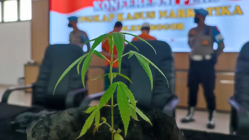 MF (54) dan SH (42), warga Kecamatan Ciomas, Kabupaten Bogor, ditangkap Satreskoba Polres Bogor karena menanam ganja di rumahnya