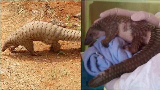 6 Potret Bayi Hewan yang Jarang Diketahui Bentuknya, Lucu hingga Seram Sejak Lahir