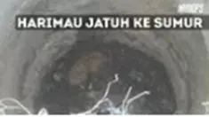 Penyebab jatuhnya harimau ke sumur belum diketahui secara pasti. 