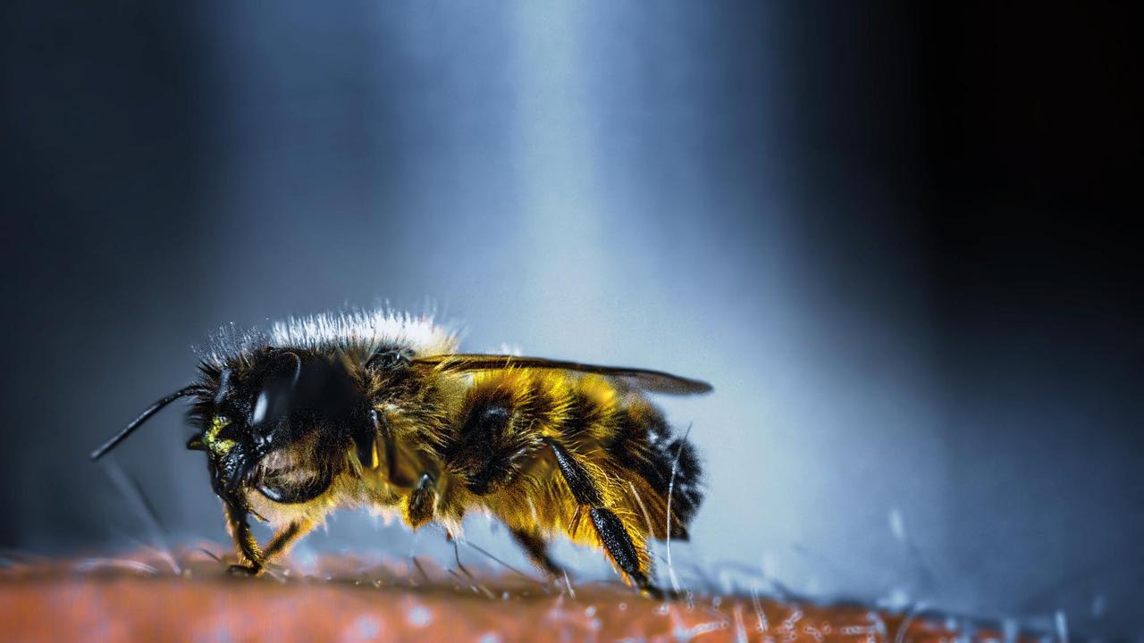 Ilustrasi lebah | David Hablützel dari Pexels